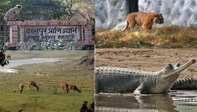 कानपुर: जानवरों को ठंड से बचाने के लिये चिड़िया घर प्रशासन ने किये विशेष इंतजाम 1 kanpur zoo