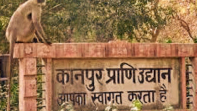 Photo of Good News: देश में फिर छाया कानपुर का नाम, अव्वल आया शहर का प्राणि उद्यान