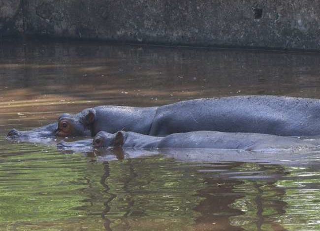 kanpur zoo news