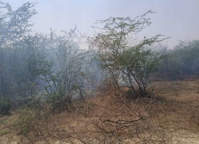 कन्नौज में बबूल के जंगल में लगी आग, बड़ी तादात में पेड़ जलकर राख, तीन दमकल मौके पर मौजूद 1 fire in kannauj 21526155