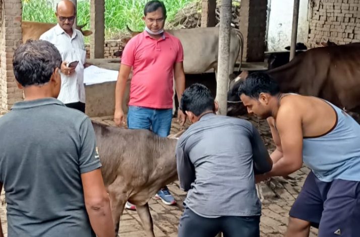 पशुओं को लंपी वायरस रोग से बचाव हेतु टीकाकरण शुरू 3 photo 4 1 12