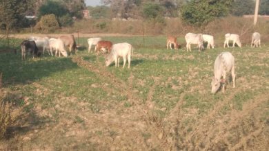 Photo of साहिब! अन्ना मवेशियों से किसान परेशान 