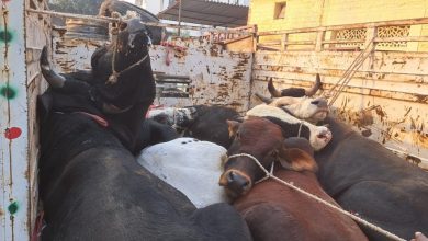 Photo of चकिया सहित तीन थानों के पुलिस को मिली बड़ी सफलता, भारी मात्रा में पकडे गये पशु सहित तस्कर…..चकिया डीएसपी के कार्य क्षेत्र में नहीं हो सकती अवैध तस्करी……अंजाम देने वाले जायेंगे हार हाल जेल……