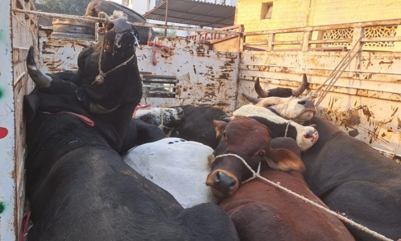 चकिया सहित तीन थानों के पुलिस को मिली बड़ी सफलता, भारी मात्रा में पकडे गये पशु सहित तस्कर.....चकिया डीएसपी के कार्य क्षेत्र में नहीं हो सकती अवैध तस्करी......अंजाम देने वाले जायेंगे हार हाल जेल...... 5 7u667
