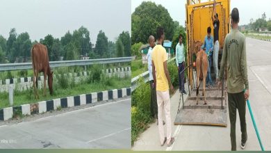 Photo of निराश्रित मवेशियों को पकड़वा कर भेजा गया गौ-आश्रय