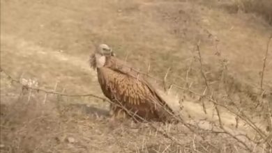 Photo of घाटमपुर तहसील क्षेत्र में दिखा गिद्ध,लोगो की लगी भीड़