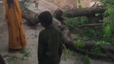 Photo of तेज आंधी के चलते बिजली के तार पर गिरा आम का पेड़