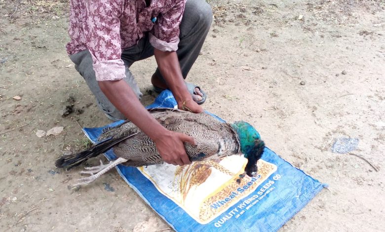 कानपुर देहात में करेंट की चपेट में आकर राष्ट्रीय पक्षी मोर की मौत,पोस्टमार्टम के लिए भेजा गया 1 84fdb440 2ac9 47d4 8e48 39fa7f009b8e 7