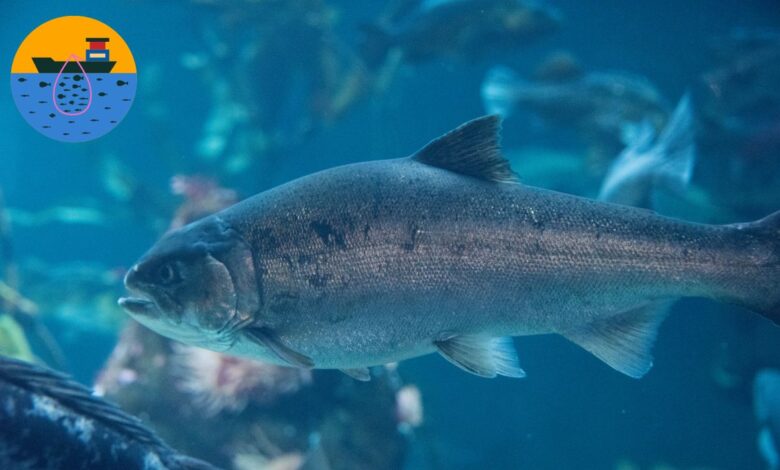 कानपुर देहात में मत्स्य पालन का सुनहरा मौका! 3 fish