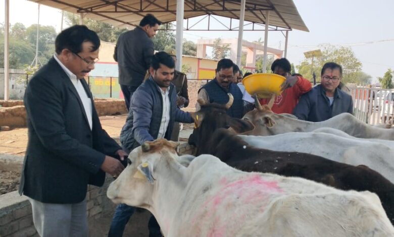 कालपी: शीत लहर में गौशालाओं का निरीक्षण, जिलाधिकारी ने दिए आवश्यक निर्देश 3 photo 5 1 1