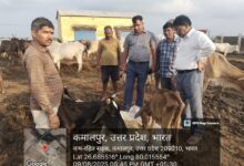 Photo of गौशाला में अव्यवस्था, ग्राम विकास अधिकारी निलंबित