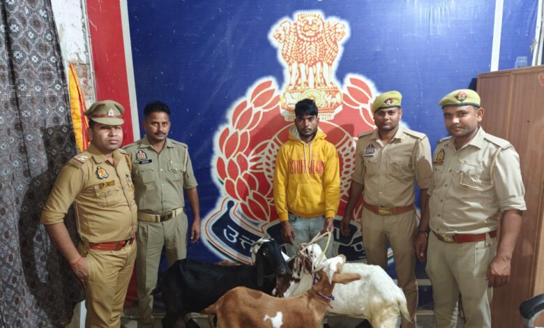 बकरियों की चोरी का खुलासा: मंगलपुर पुलिस ने एक चोर को हथियार के साथ दबोचा 1 photo 14 1 10