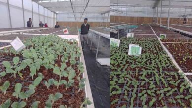Photo of कानपुर देहात: हाईटेक नर्सरी में गर्मी की पौष तैयार करायें किसान-जिला उद्यान अधिकारी