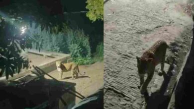 Photo of कानपुर देहात में फिर दिखा तेंदुआ,ग्रामीणों में दहशत