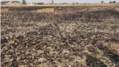 कानपुर देहात: रसूलाबाद में संदिग्ध परिस्थितियों में गेहूं की खड़ी फसल में लगी आग,कई बीघा फसल जलकर राख 6 Photo of कानपुर देहात: रसूलाबाद में संदिग्ध परिस्थितियों में गेहूं की खड़ी फसल में लगी आग,कई बीघा फसल जलकर राख