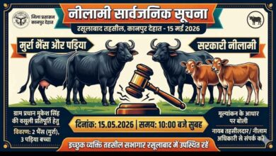 Photo of कानपुर देहात: सरकारी वसूली के लिए पशुओं की कुर्की, जानिए रसूलाबाद तहसील में किस दिन लगेगी बोली।