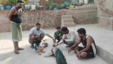 Photo of गौर में राष्ट्रीय पक्षी मोर की मौत,ग्रामीणों में शोक