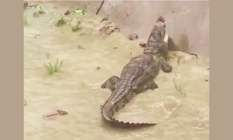 कानपुर देहात के अमराहट गांव में 7 फीट लंबे मगरमच्छ का रेस्क्यू करती वन विभाग की टीम