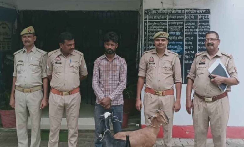 kanpur dehat goat thief arrested मंगलपुर पुलिस
