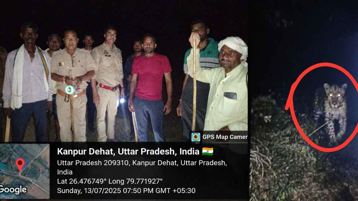 कानपुर देहात के हरपुरा में दिखा जंगली जानवर